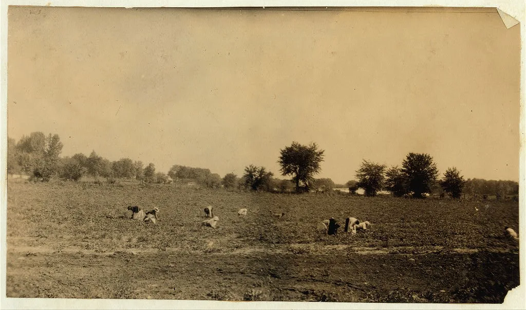 [Picking strawberries on Collets farm.]  Location: [Bowling Green…, Kentucky, 1916