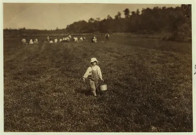 Bringing in one measure. Location: Falmouth - Plimmey [?] Bog,…, Massachusetts, 1911