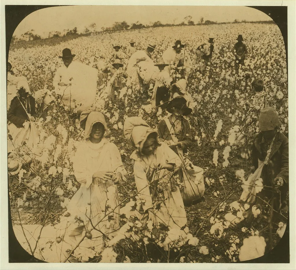 [A picture of a cotton field], 1912