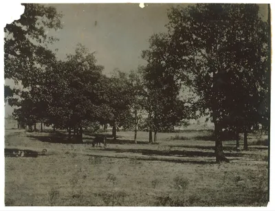 Park, 1912