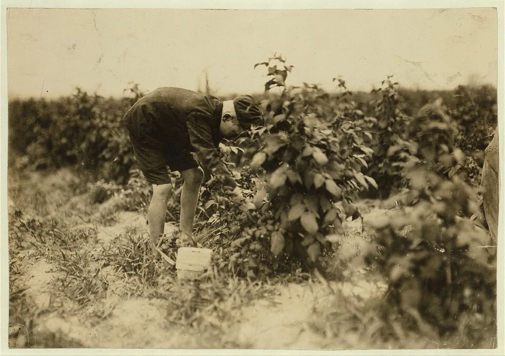 Name: George Sajdak, a Polish boy who picks berries on a Rock Creek…, Maryland, 1909
