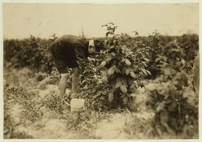 Name: George Sajdak, a Polish boy who picks berries on a Rock Creek…, Maryland, 1909
