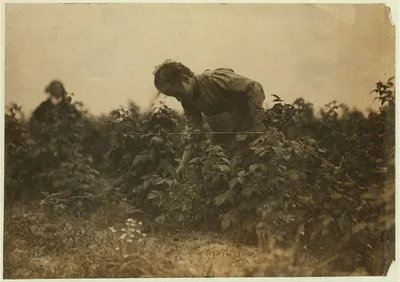 Photograph from Maryland: A young berry picker on a Rock Creek farm near…