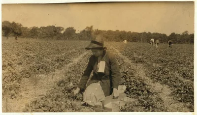 [Picking strawberries on Clagett and Covington farm. They will have…, Kentucky, 1916