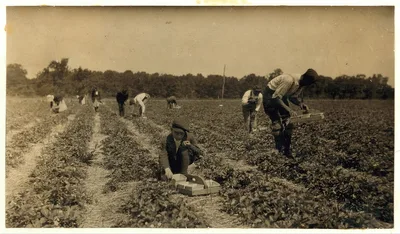 [Picking strawberries on Clagett and Covington farm. They will have…, Kentucky, 1916