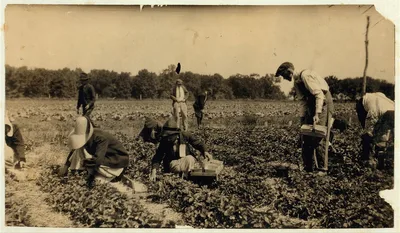 [Picking strawberries on Clagett and Covington farm. They will have…, Kentucky, 1916