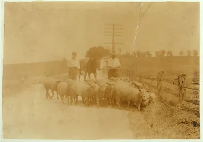 Driving sheep to town. Gartland boy (did not get first name) Mother…, Kentucky, 1916