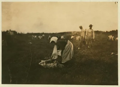 Girl who said she was 11 picking and carrying cranberries. Location:…, Massachusetts, 1911