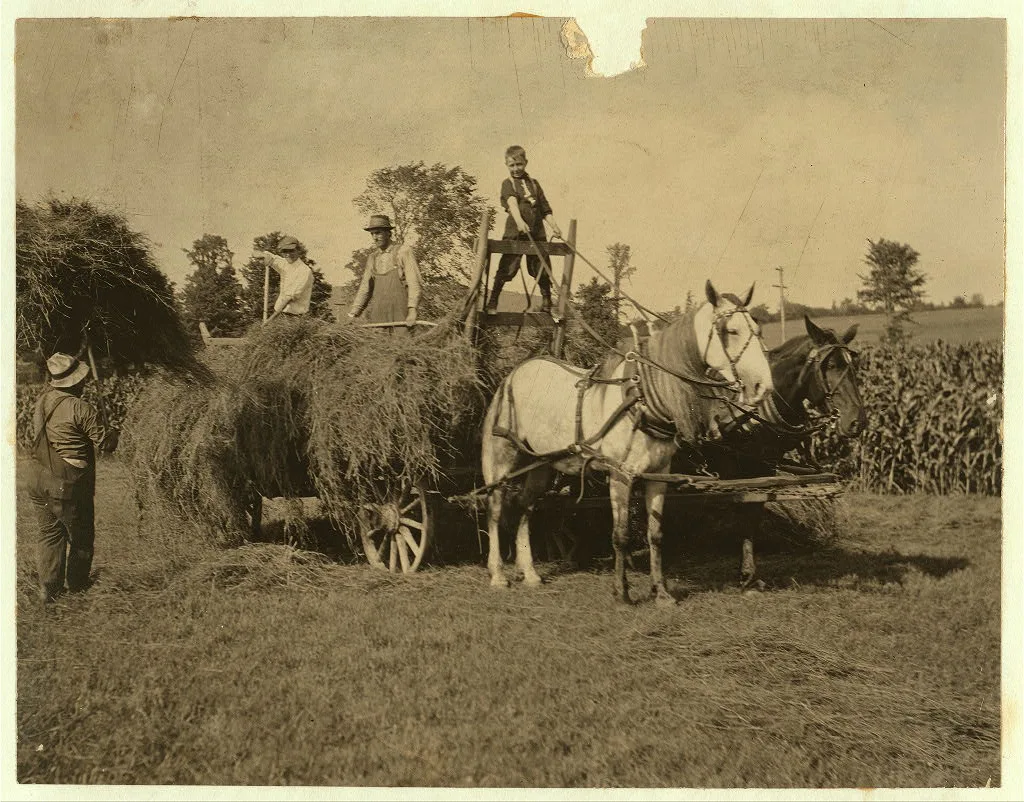 Eight-year old Jack driving load of hay. See Hine Report, Rural Child…, Massachusetts, 1915