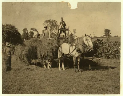 Eight-year old Jack driving load of hay. See Hine Report, Rural Child…, Massachusetts, 1915
