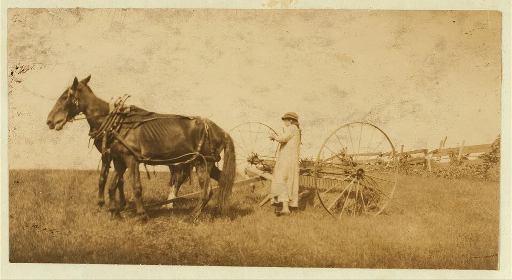 [Lucy Saunders hitching the team to the horse rake. See Hine Report,…, Massachusetts, 1915