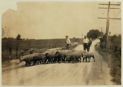 Driving sheep to town. Gartland boy (did not get first name) Mother…, Kentucky, 1916