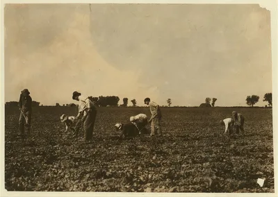 [Three adults and six children from seven years to twelve years hard…, Colorado, 1915
