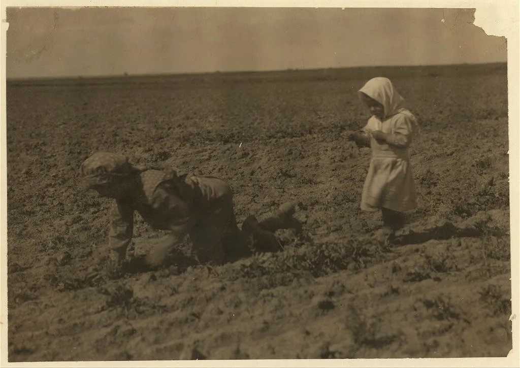 Eleven-year old Elizabeth who has been working in the sugar beets…, Colorado, 1915