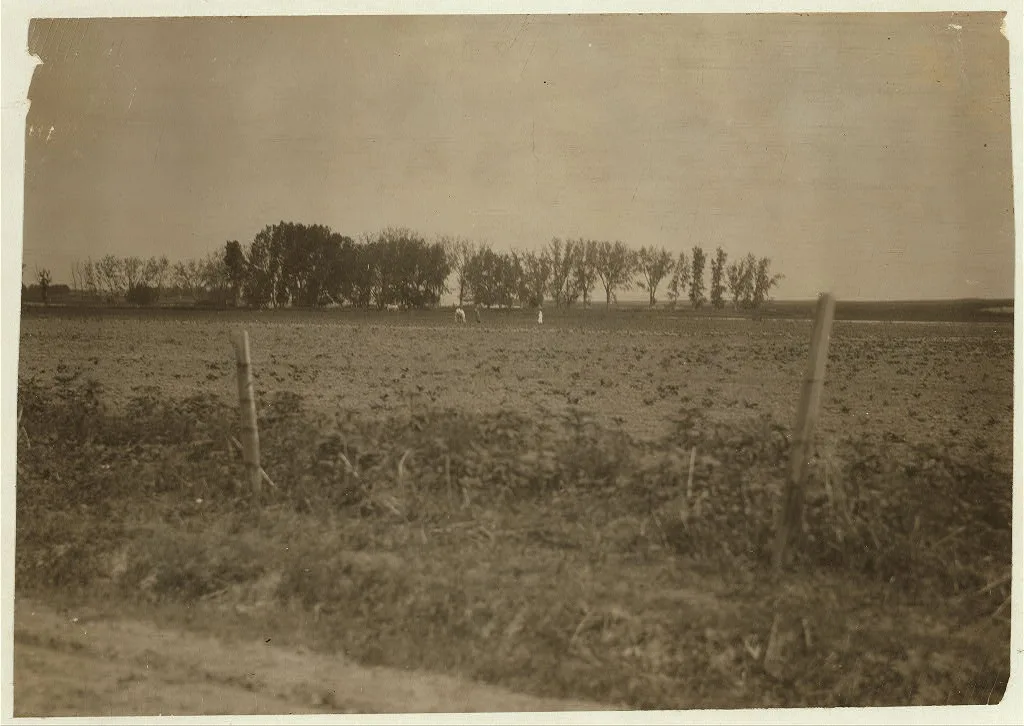 Group blocking out the sugar beets on a Wisconsin farm. See Hine…, 1915