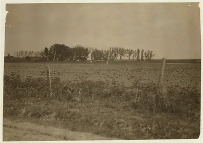 Photograph from Wisconsin: Group blocking out the sugar beets on a Wisconsin…