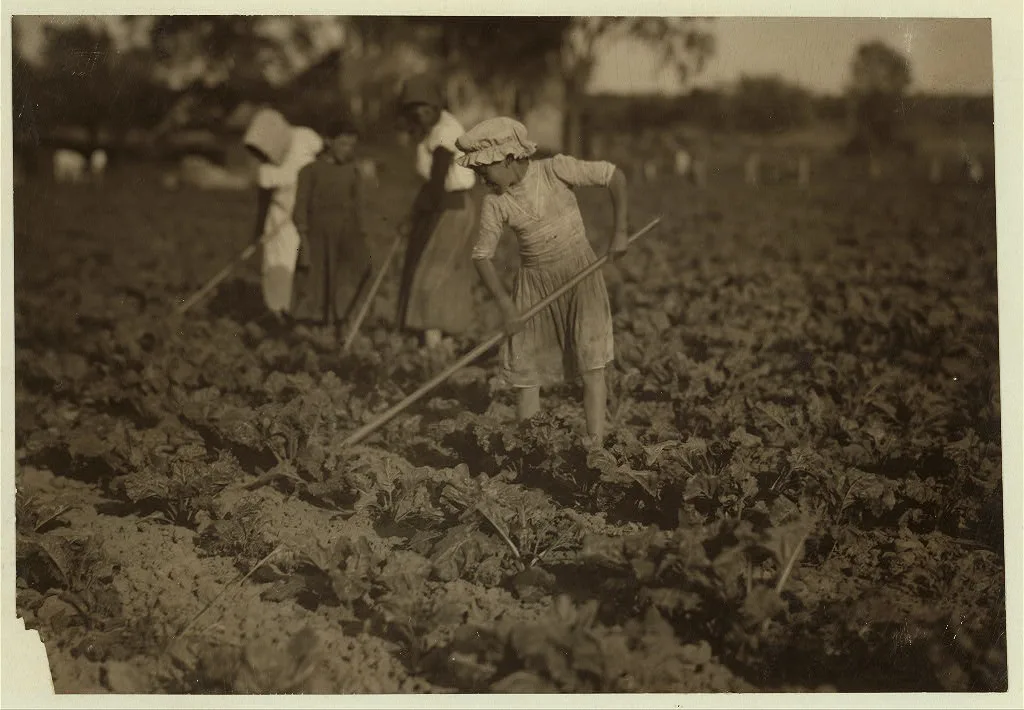 Barbara Lieber, nine-year old beet worker hoeing with her eleven-year…, Wisconsin, 1915