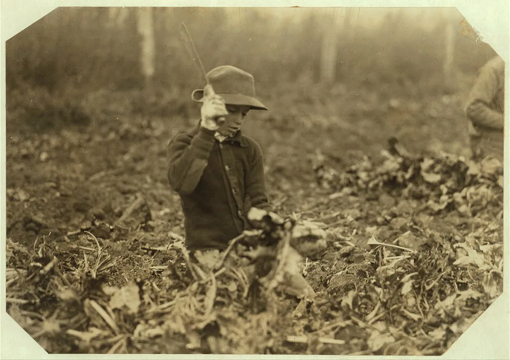 [12 year old Lahnert boy, near Ft. Collins, Colo., topping beets. The…, Colorado, 1915