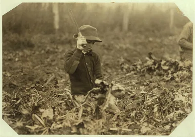 [12 year old Lahnert boy, near Ft. Collins, Colo., topping beets. The…, Colorado, 1915