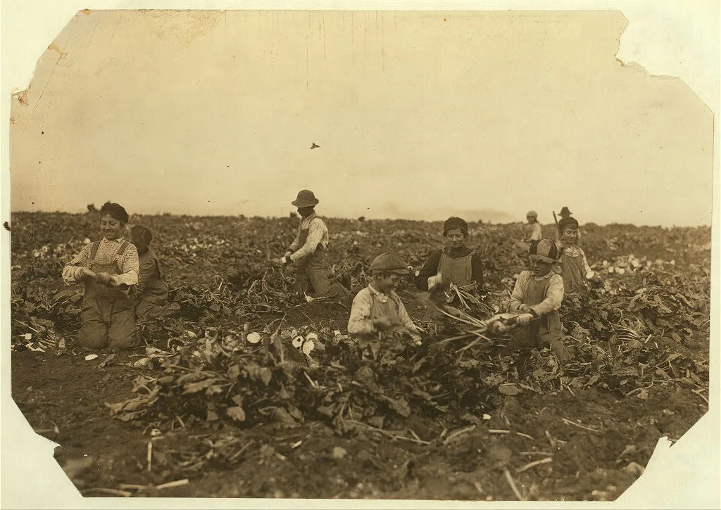 Two families were represented here, topping beets on farm near Ft.…, Colorado, 1915