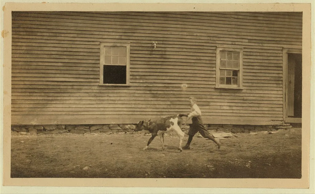 [This is recreation for Jack. See Hine Report, Rural Child Labor,…, Massachusetts, 1915