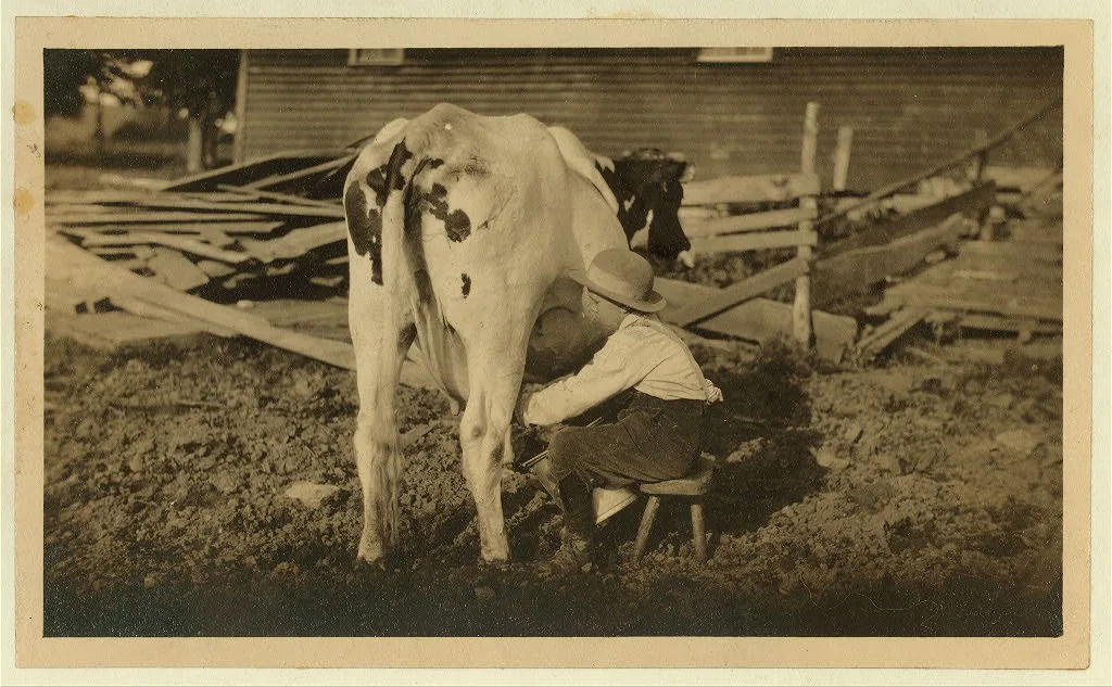 Eight-year old Jack milking the cows. See Hine Report, Rural Child…, Massachusetts, 1913