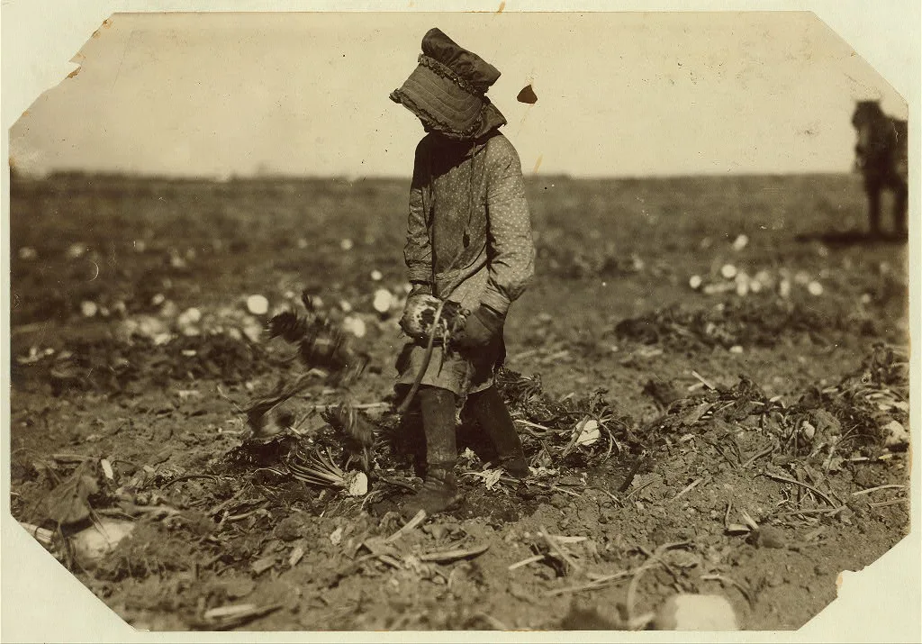 Ten-year-old Mollie Steuben topping beets. Many children of this age…, Colorado, 1915