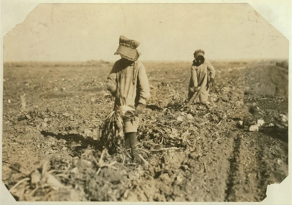 [Ten-year-old Mollie Steuben topping beets. Many children of this age…, Colorado, 1915