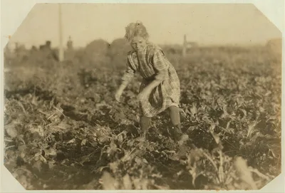 [Seven-year-old Maggie Wohn pulls and piles the beets. See preceding…, Colorado, 1915
