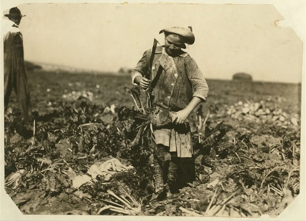Nine-year old Pauline Reiber topping beets, a dangerous and hard job…, Colorado, 1915