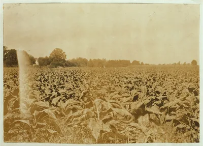 A typical farm home. Tobacco and corn surrounding the house. …, Kentucky, 1916