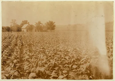 Typical farm home surrounded by tobacco and corn.  Location: Warren…, Kentucky, 1916