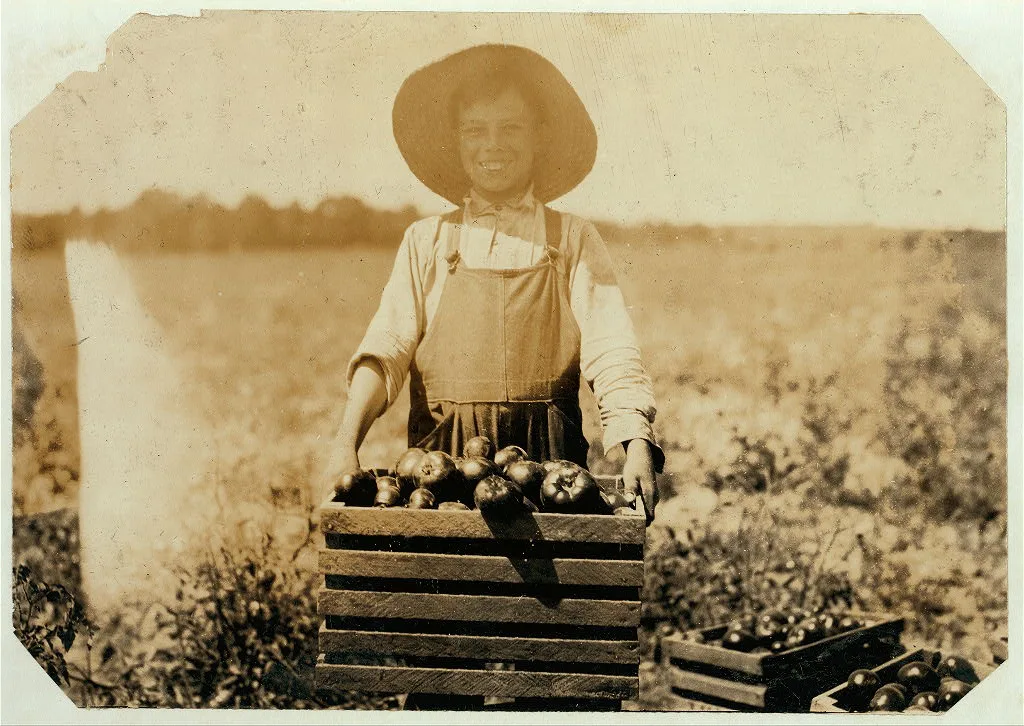 12-year old boy carrying heavy crate of tomatoes on farm of W.T.…, Missouri, 1916