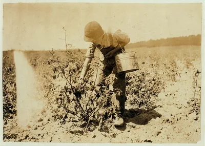13-year old boy picking tomatoes on farm of W.T. Hill.  Location:…, Missouri, 1916