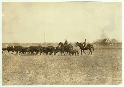 Young boy driving cattle to town.  Location: Lawton, Oklahoma, 1917