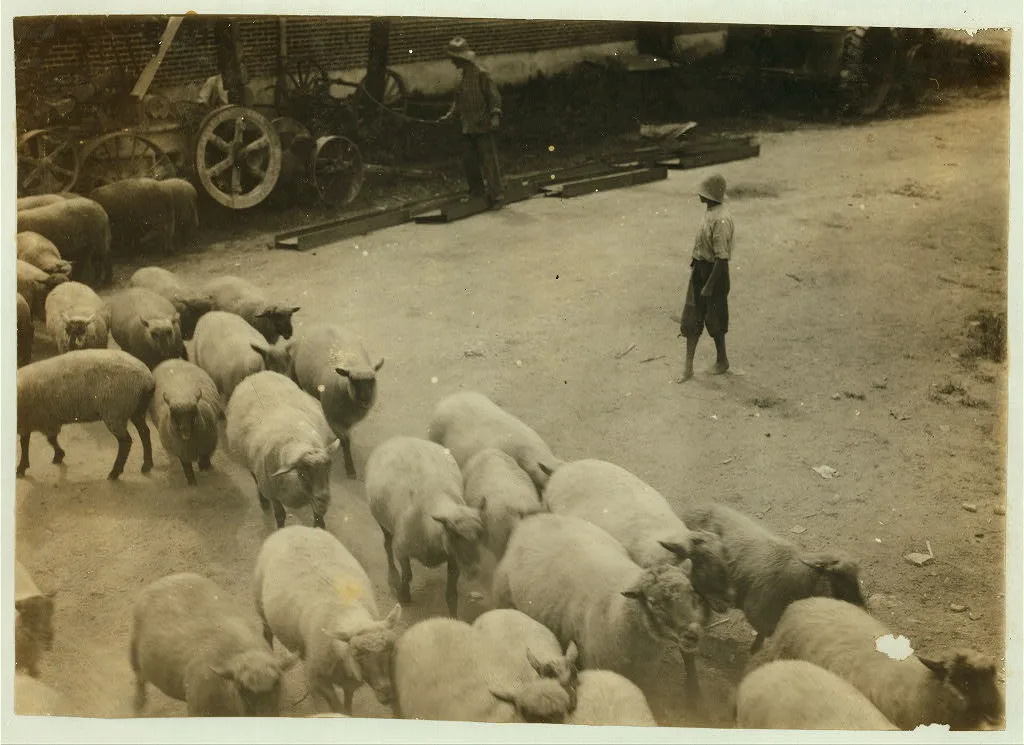 "Driving boy" driving sheep into the sheep pens at Carlisle. …, Kentucky, 1916