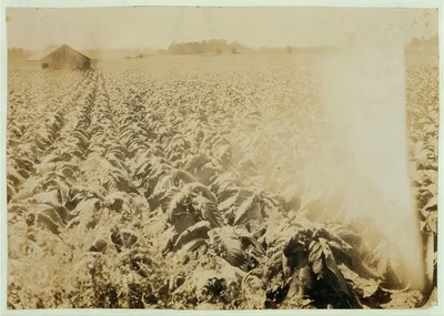 Workers scattered all around but lost in the foliage. Tobacco farm of…, Kentucky, 1916