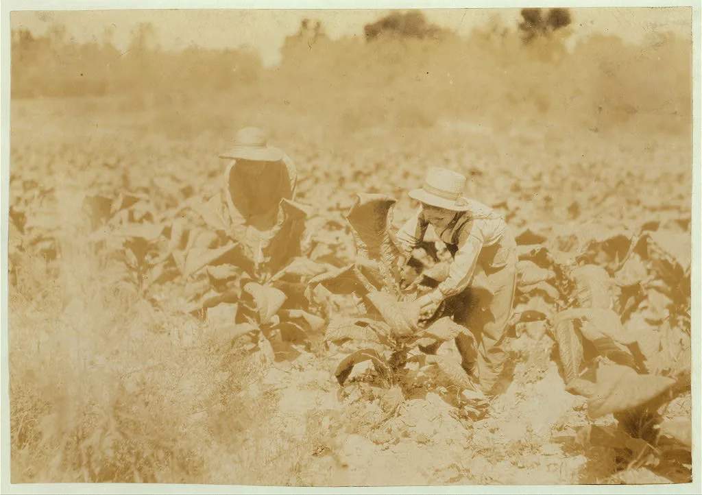 Hayward and Harry Bentley suckering the tobacco.  Location:…, Kentucky, 1916