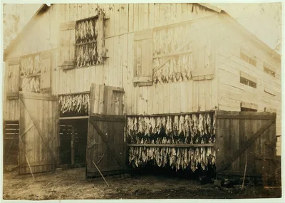 Tobacco barn, showing how it is dried.  Location: Winchester…, Kentucky, 1916