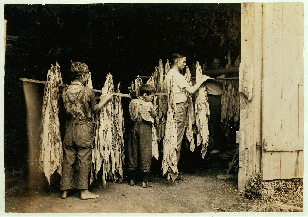 Housing tobacco in barn of W.L. Fugate. Will go to Schoolsville…, Kentucky, 1916