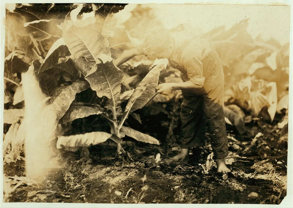 Willie Fugate cutting tobacco. See 4489.  Location: Hedges Station,…, Kentucky, 1916
