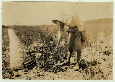11-year old girl picking tomatoes on farm of W.T. Hill.  Location:…, Missouri, 1916