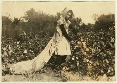 [Callie Campbell, 11 years old, picks 75 to 125 pounds of cotton a…, Oklahoma, 1916