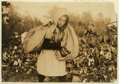 [Callie Campbell, 11 years old, picks 75 to 125 pounds of cotton a…, Oklahoma, 1916