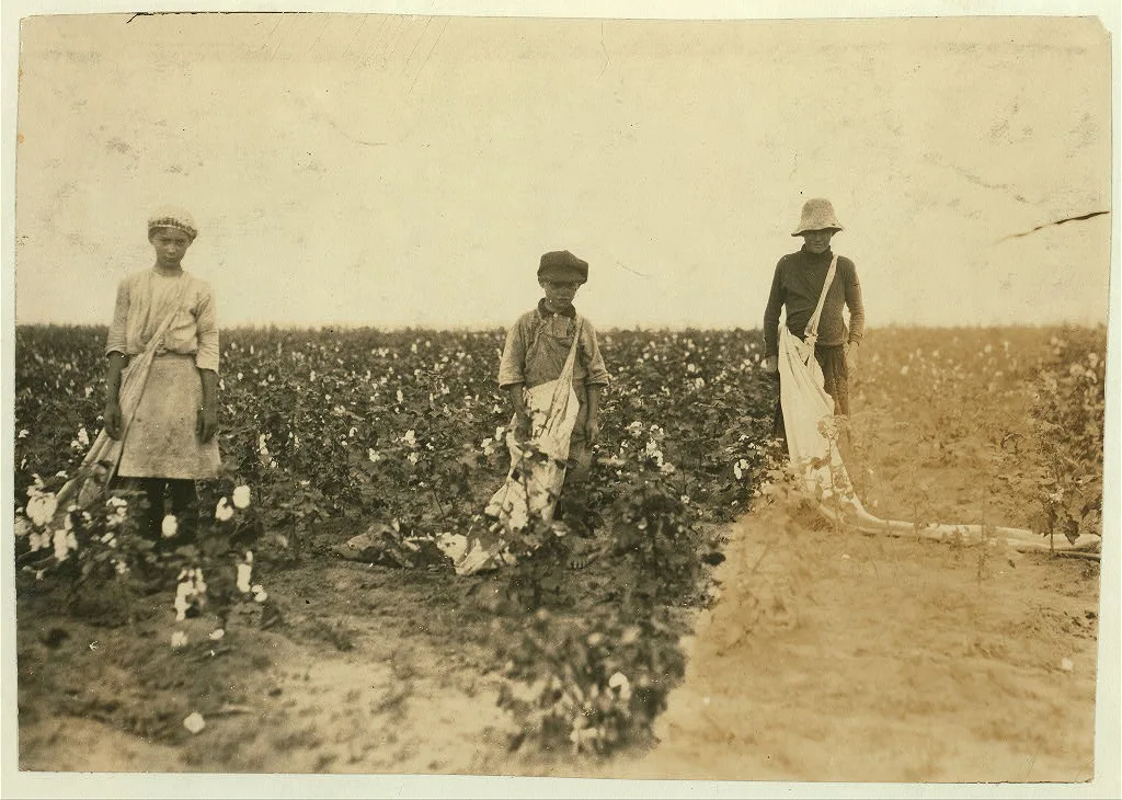 Johnnie, Carrie and Jim Davenport picking cotton for Mr. J.P. Daws,…, Oklahoma, 1916