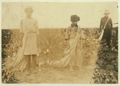[Johnnie, Carrie and Jim Davenport picking cotton for MR. J. P. Daws,…, Oklahoma, 1916
