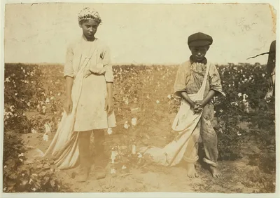 [Johnnie, Carrie and Jim Davenport picking cotton for Mr. J. P. Daws,…, Oklahoma, 1916