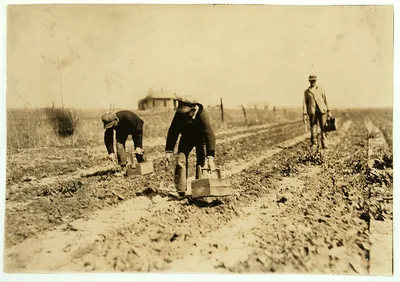 13 and 14-year old boys (the youngest) cutting asparagus on farm near…, Oklahoma, 1917