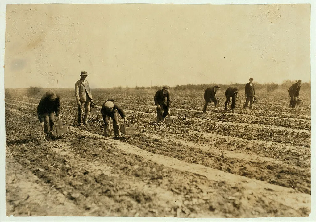 [13 and 14-year old boys (the youngest) cutting asparagus on farm…, Oklahoma, 1917