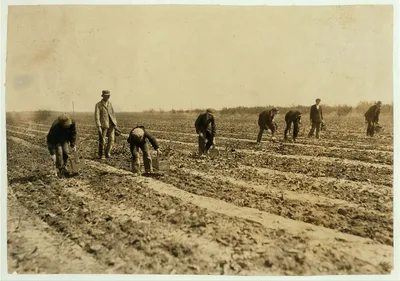 [13 and 14-year old boys (the youngest) cutting asparagus on farm…, Oklahoma, 1917